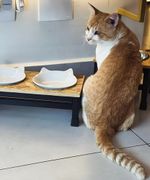 Comedouro Luxo Madeira E Porcelana Para Gato