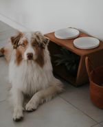 Comedouro Luxo Pet Elevado Cães E Gatos Madeira E Porcelana - Marrom e Branco P - N/A
