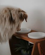 Comedouro Luxo Pet Elevado Cães E Gatos Madeira E Porcelana - Marrom e Branco P - N/A