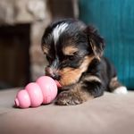 Kong Brinquedo Recheavel Puppy Small / Pequeno Rosa (kp3)
