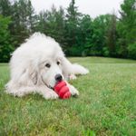 Kong Classic Large Grande Brinquedo Dispenser Para Cães Cor Vermelho