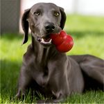 Kong Classic Medium Brinquedo Para Cães Cor Vermelho