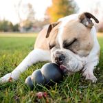 Kong Extreme Large Brinquedo Borracha Para Cães Cor Preto