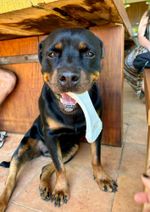 Mordedor Grande para Cães Biobone Zero Plástico - Mordida Moderada - Cana