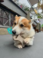 Mordedor Grande para Cães Biobone Zero Plástico - Mordida Moderada - Laranja