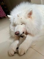 Mordedor Grande para Cães Biobone Zero Plástico - Mordida Moderada - Laranja