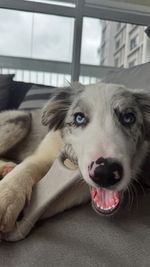 Mordedor Grande para Cães Biobone Zero Plástico - Mordida Moderada - Laranja