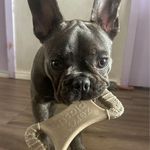 Mordedor Grande para Cães Biobone Zero Plástico - Mordida Moderada - Laranja