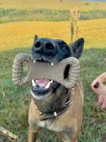 Mordedor Grande para Cães Biobone Zero Plástico - Mordida Moderada - Laranja