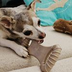 Mordedor Grande para Cães Biobone Zero Plástico - Mordida Moderada - Laranja