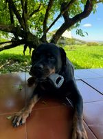 Mordedor Grande para Cães Biobone Zero Plástico - Mordida Moderada - Madeira