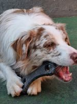 Mordedor Grande para Cães Biobone Zero Plástico - Mordida Moderada - Madeira