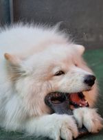 Mordedor Grande para Cães Biobone Zero Plástico - Mordida Moderada - Madeira