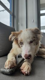 Mordedor Grande para Cães Biobone Zero Plástico - Mordida Moderada - Madeira