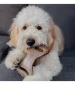 Mordedor Para Cães Benebone Dental Chew Bacon Médio