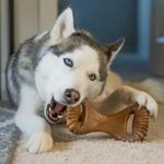 Mordedor Para Cães Benebone Dental Chew Bacon Médio