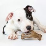 Mordedor Para Cães Benebone Wishbone Bacon Pequeno