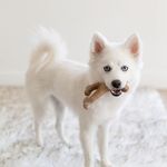 Mordedor Para Cães Benebone Wishbone Bacon Pequeno