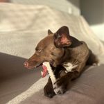 Ossinho Pequeno Biobone Extra Forte Cães Pequenos - Cana