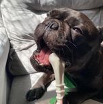 Ossinho Pequeno Biobone Extra Forte Cães Pequenos - Cana