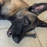 Ossinho Pequeno Biobone Extra Forte Cães Pequenos - Madeira