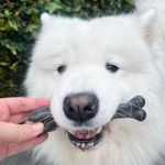 Ossinho Pequeno Biobone Extra Forte Cães Pequenos - Madeira