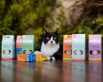 Petisco Cat Weggs De Frango Com Catnip Para Gatos