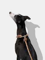 VETRESKA Guia Unificada Cachorro Connect Coffee Hands-Free