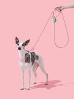 GUIA MAO LIVRE FLORAL VETRESKA CÃO Connect Flora Hands-Free 
