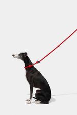 Guia Unificada VETRESKA Strawberry Hands-Free Rope Leash 