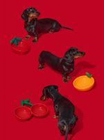 VETRESKA Cherry Ceramic Pet Bowl - Comedouro Cachorro 