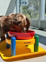 VETRESKA Chroma Ceramic Pet Bowl and Mat Set - P (Pote cão) 