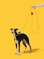VETRESKA Connect Chroma Hands-Free Rope Leash for Pets