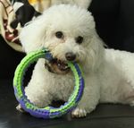 PETTA QMONSTER MORDEDOR CÃES ANEL NÉON