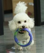 PETTA QMONSTER MORDEDOR CÃES ANEL NÉON