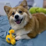 PETTA PELUCIA CÃES QMONSTER BABY CICLOPE