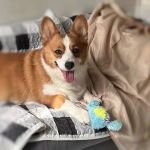 PETTA PELUCIA CÃES QMONSTER BABY CICLOPE