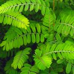 Cha de Quebra Pedra em Po 100g Natural Ervas Premium