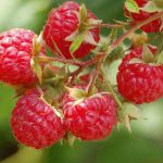 Cha de Framboesa em Po 100g Natural Ervas Premium