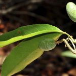 Cha de Uxi Amarelo em Po 100g Natural Ervas Premium