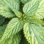 Cha de Urtiga em Po Urtiga Dioica em Po 100g Natural Ervas