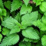 Cha de Urtiga Folha em Po U Urens em Po 100g Natural Ervas