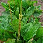 Cha de Tanchagem em Po 100g Natural Ervas Premium