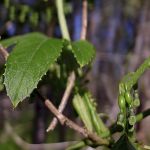 Cha de Taiuia em Po 100g Natural Ervas Premium
