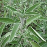 Cha de Salvia em Po 100g Natural Ervas Premium