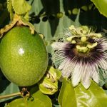 Cha de Maracuja em Po 100g Natural Ervas Premium