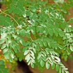 Cha de Moringa em Po 50g Natural Ervas Premium
