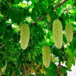 Cha de Melao de Sao Caetano em Po 100g Natural Ervas