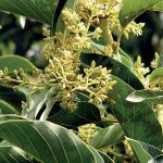 Cha de Marapuama em Po 100g Natural Ervas Premium
