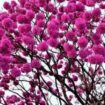 Cha de Ipe Roxo em Po 100g Natural Ervas Premium